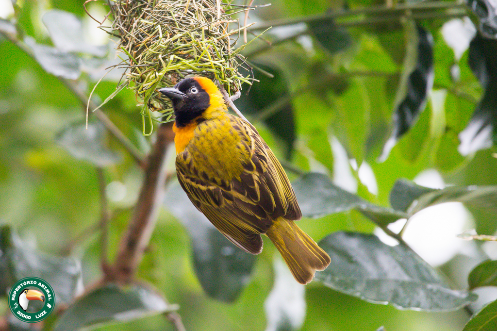 Lesser Masked Weaver