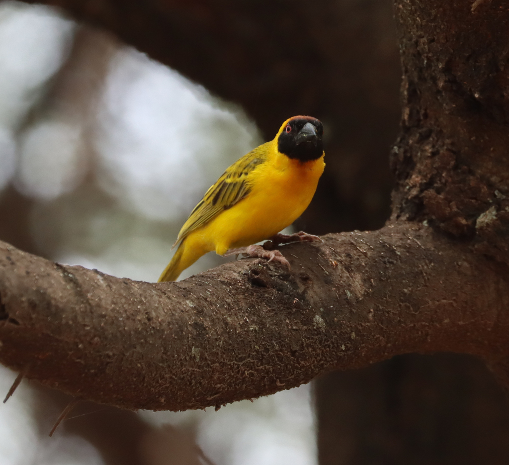 Vitelline Masked Weaver