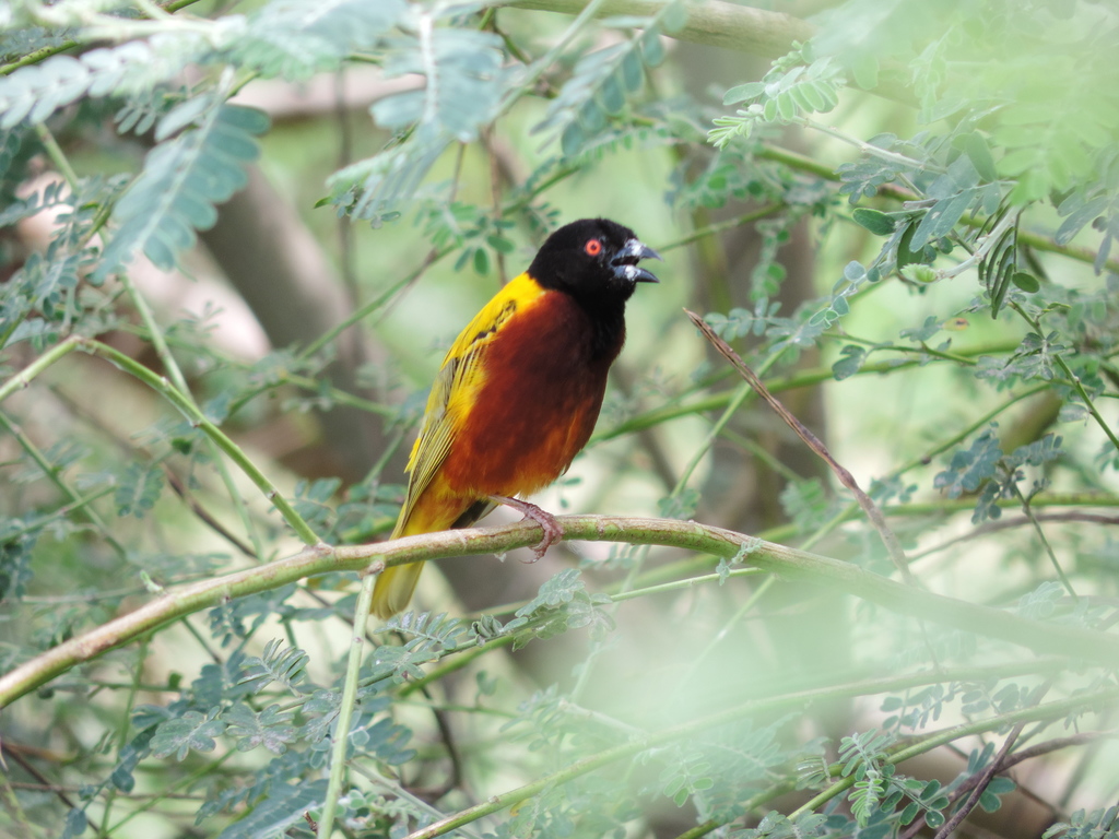 Golden-backed Weaver