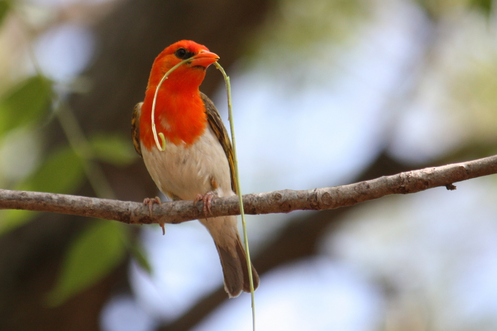 Red-headed Weaver