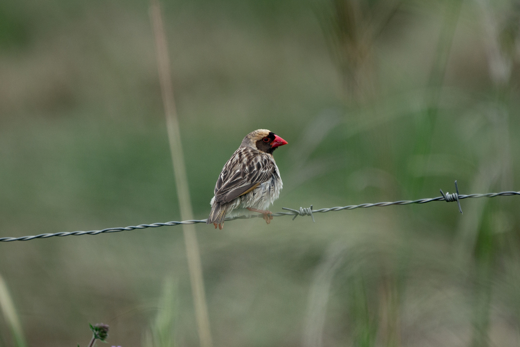 Red-billed Quelea
