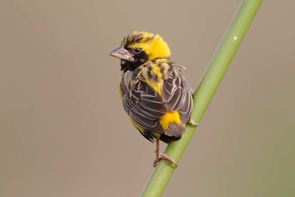 Yellow-crowned Bishop