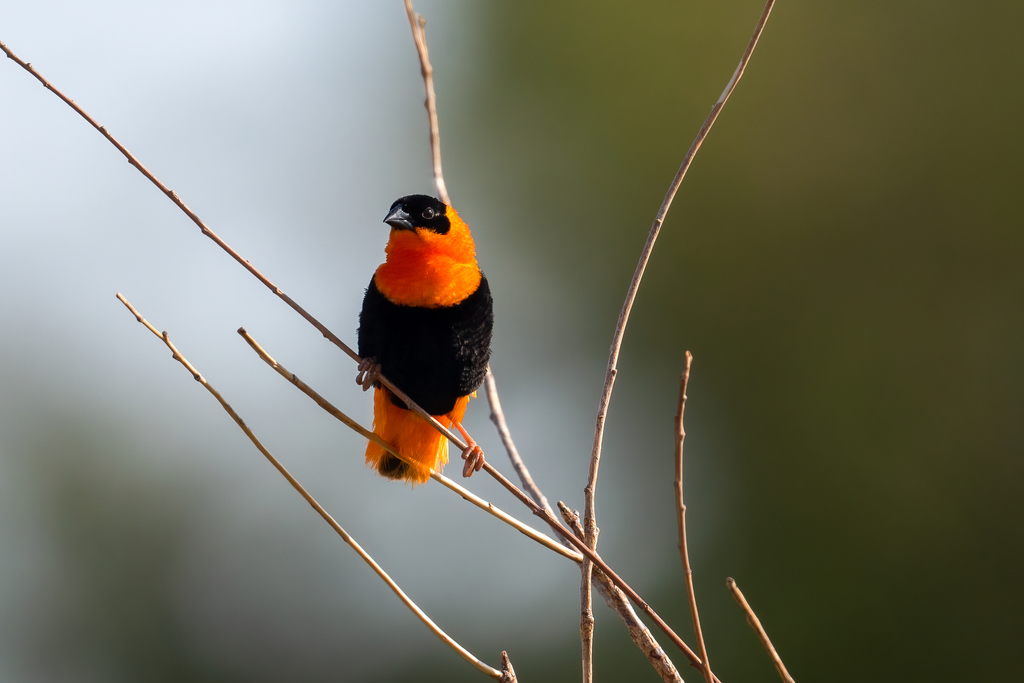 Northern Red Bishop