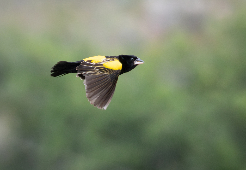 Yellow Bishop