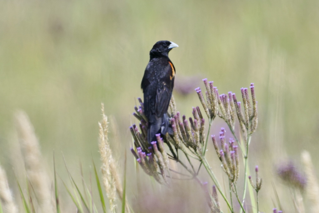 Fan-tailed Widowbird