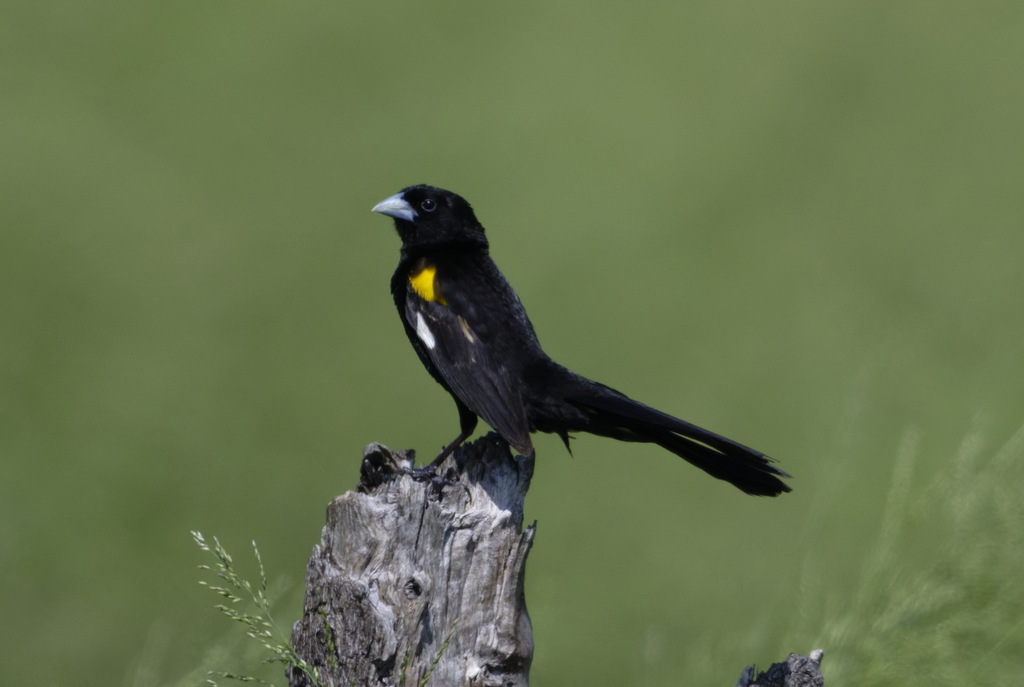 White-winged Widowbird