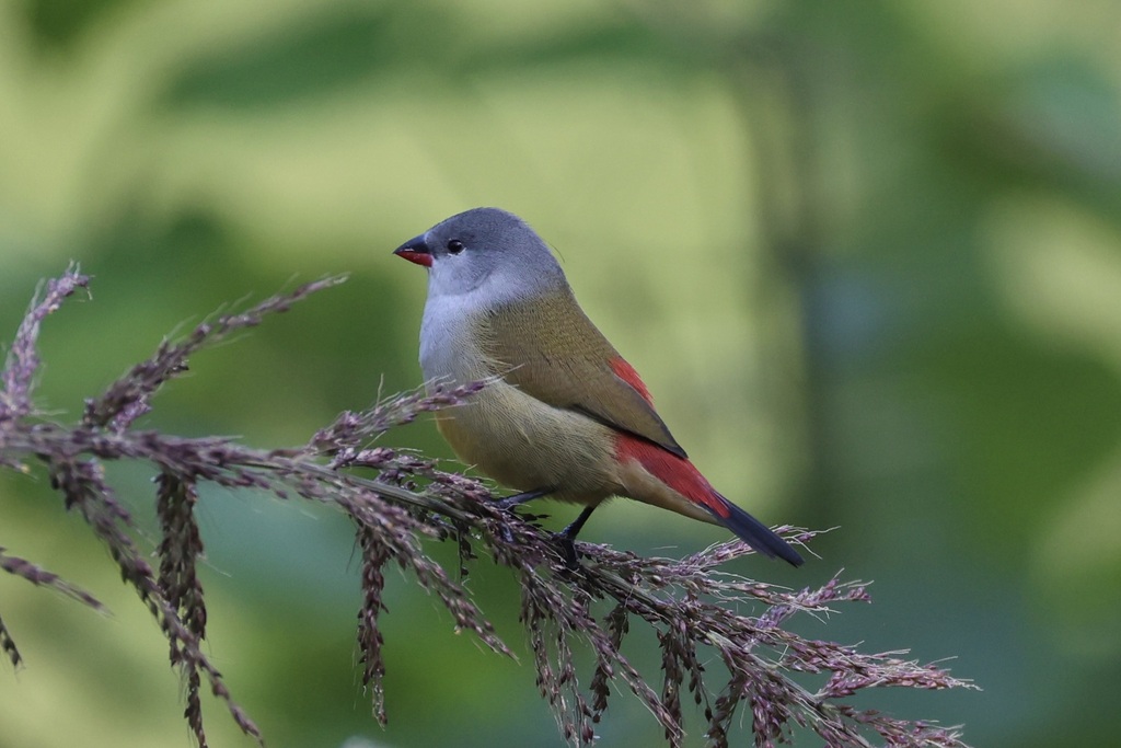 Yellow-bellied Waxbill