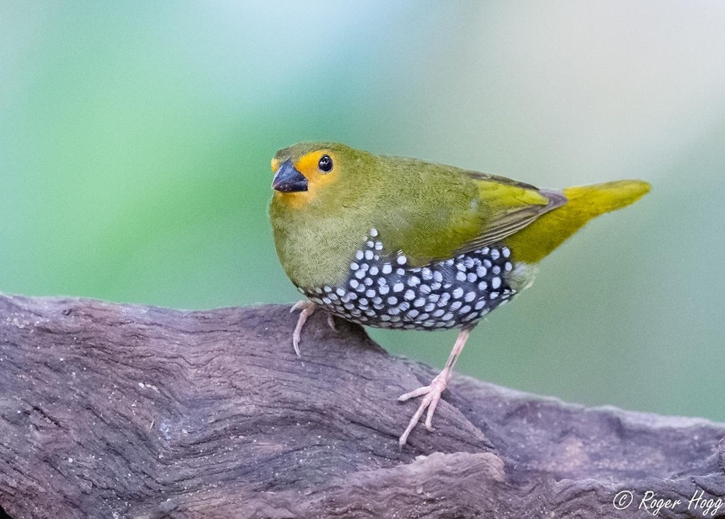 Green Twinspot