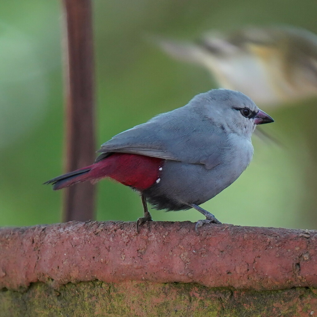 Lavender Waxbill