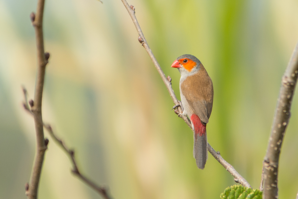 Orange-cheeked Waxbill