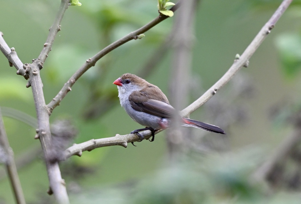 Fawn-breasted Waxbill