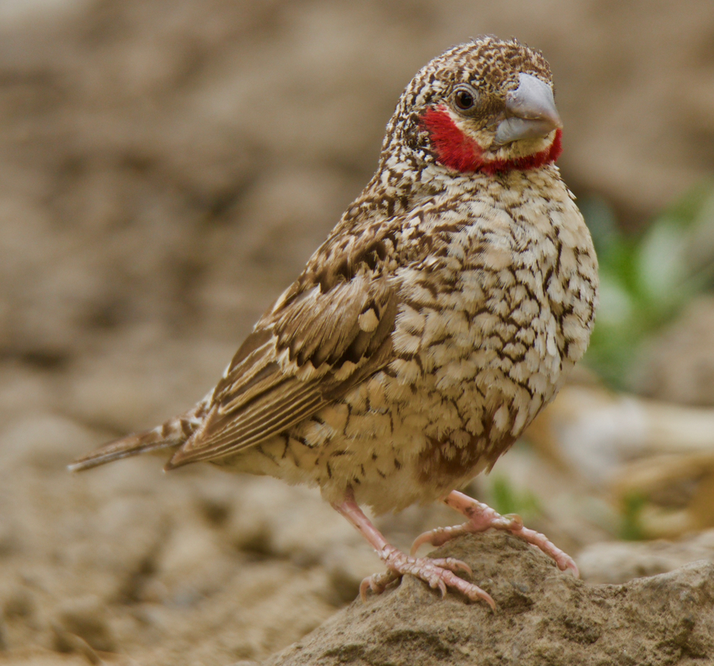 Cut-throat Finch