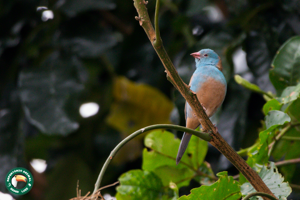 Blue-capped Cordon-bleu