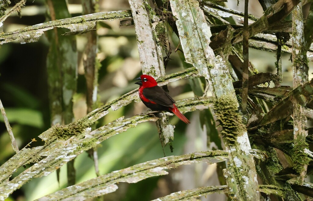 Black-bellied Seedcracker