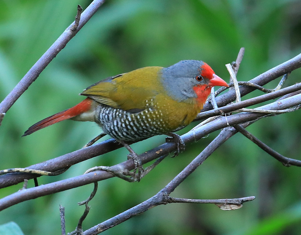 Green-winged Pytilia