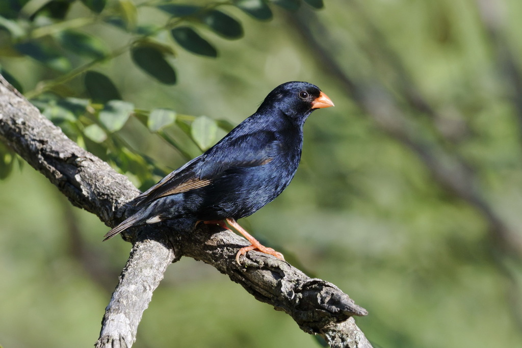Village Indigobird