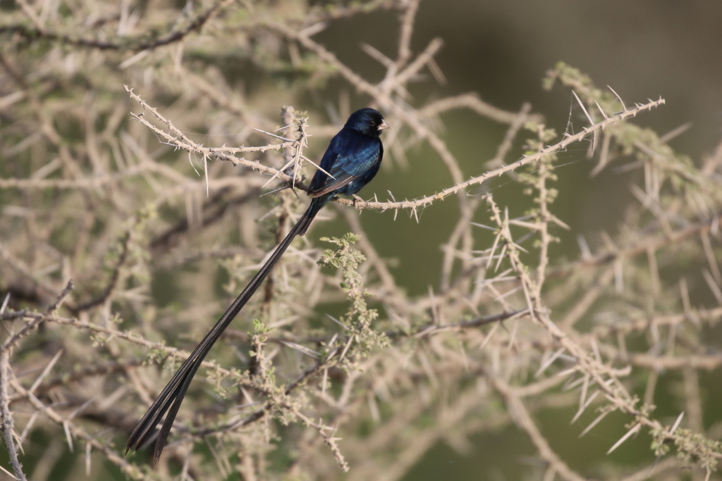 Steel-blue Whydah