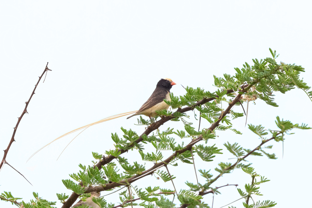 Straw-tailed Whydah