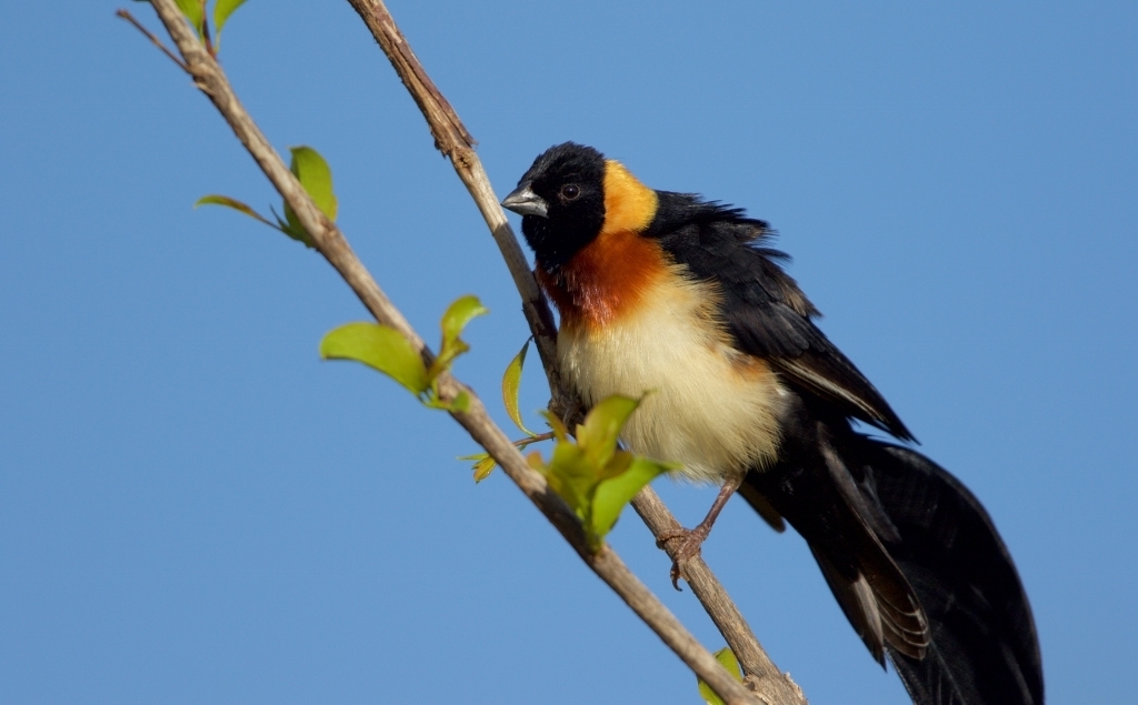 Long-tailed Paradise Whydah
