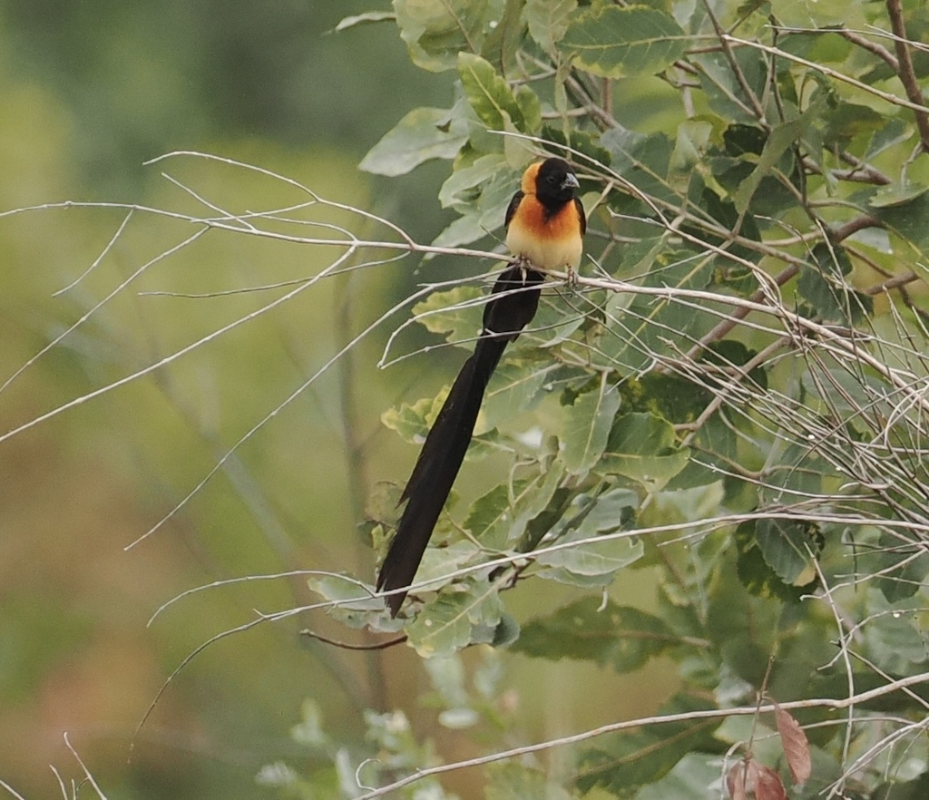 Exclamatory Paradise Whydah