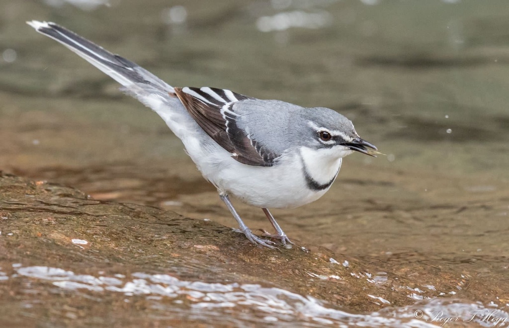 Mountain Wagtail