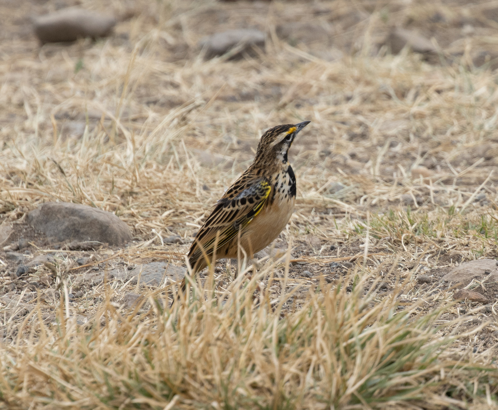 Abyssinian Longclaw