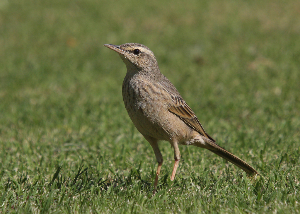 Long-billed Pipit