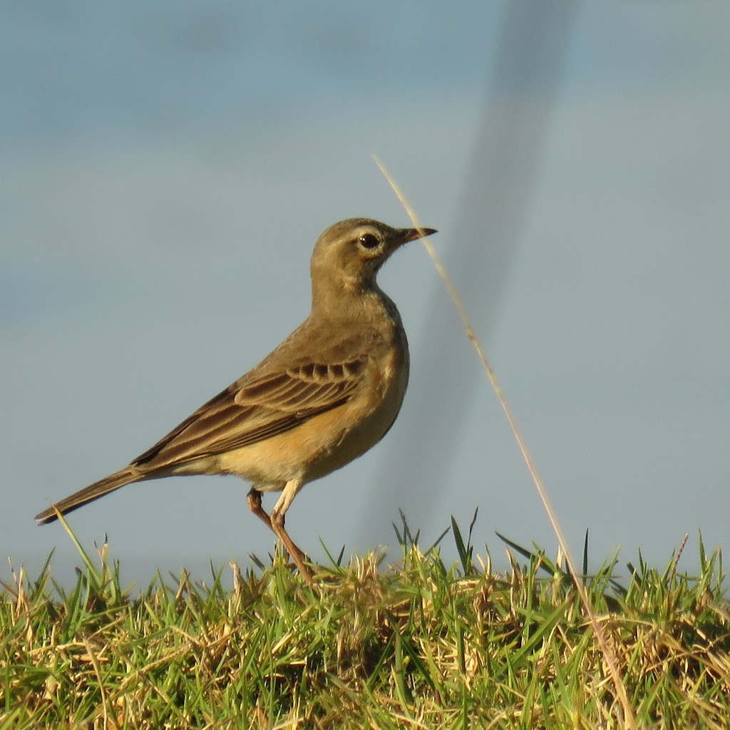 Plain-backed Pipit