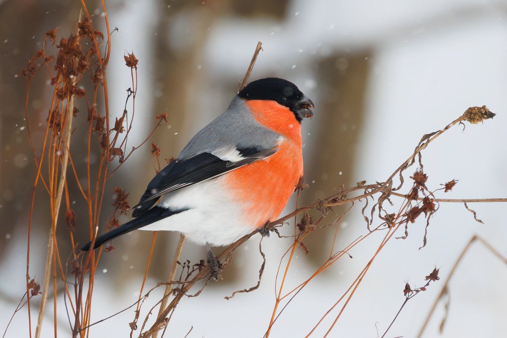 Eurasian Bullfinch
