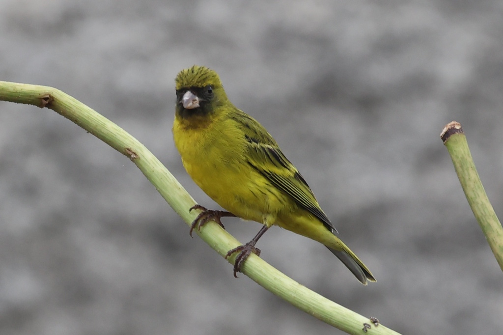 African Citril