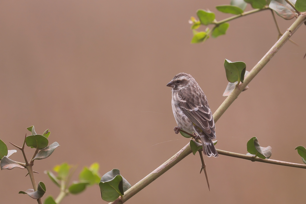 Reichenow’s Seedeater