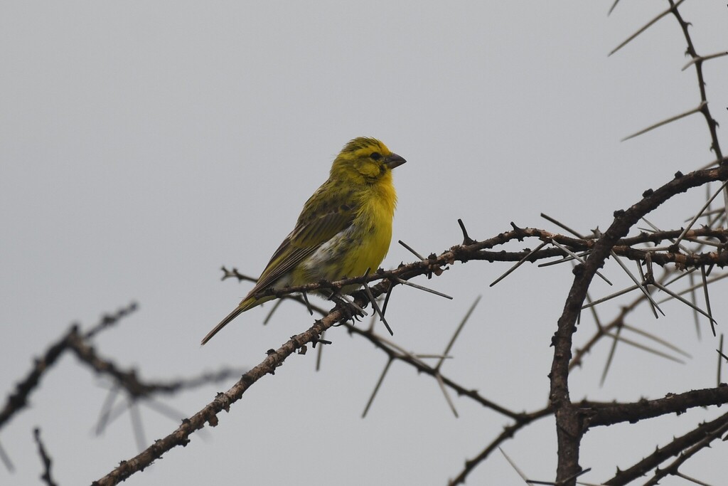 White-bellied Canary