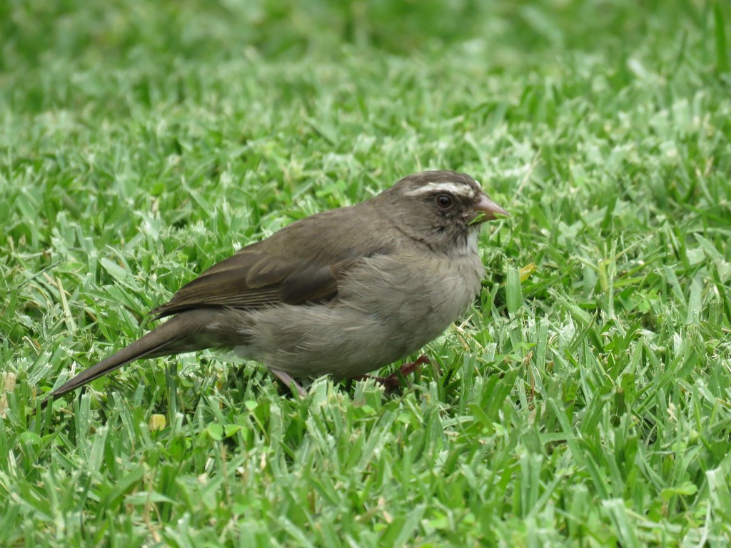 Brown-rumped Seedeater