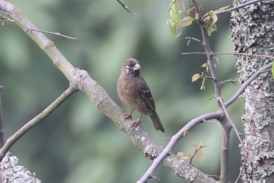 Thick-billed Seedeater