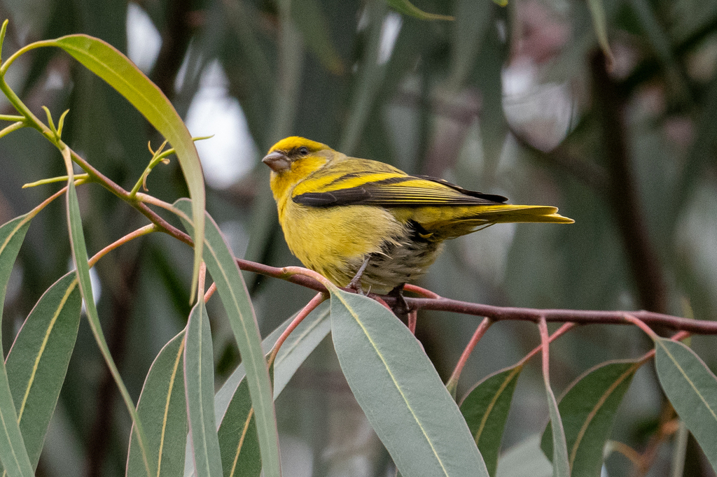 Yellow-crowned Canary