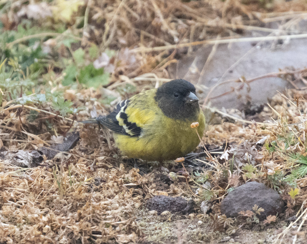 Ethiopian Siskin