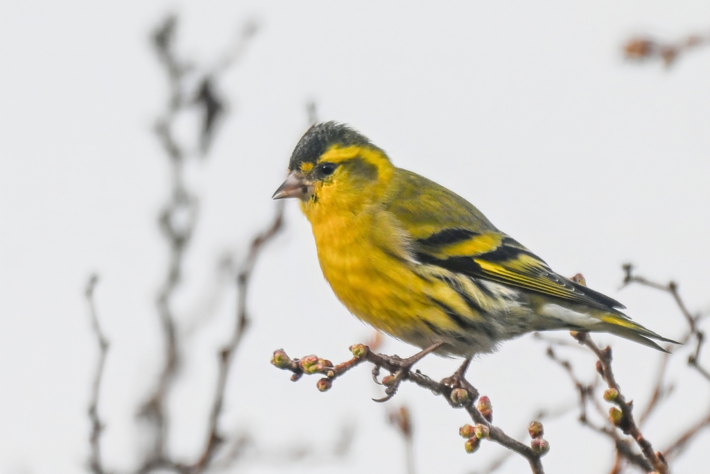 Eurasian Siskin