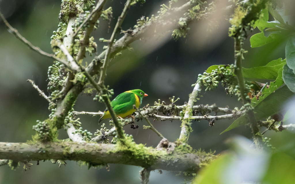 Yellow-collared Chlorophonia