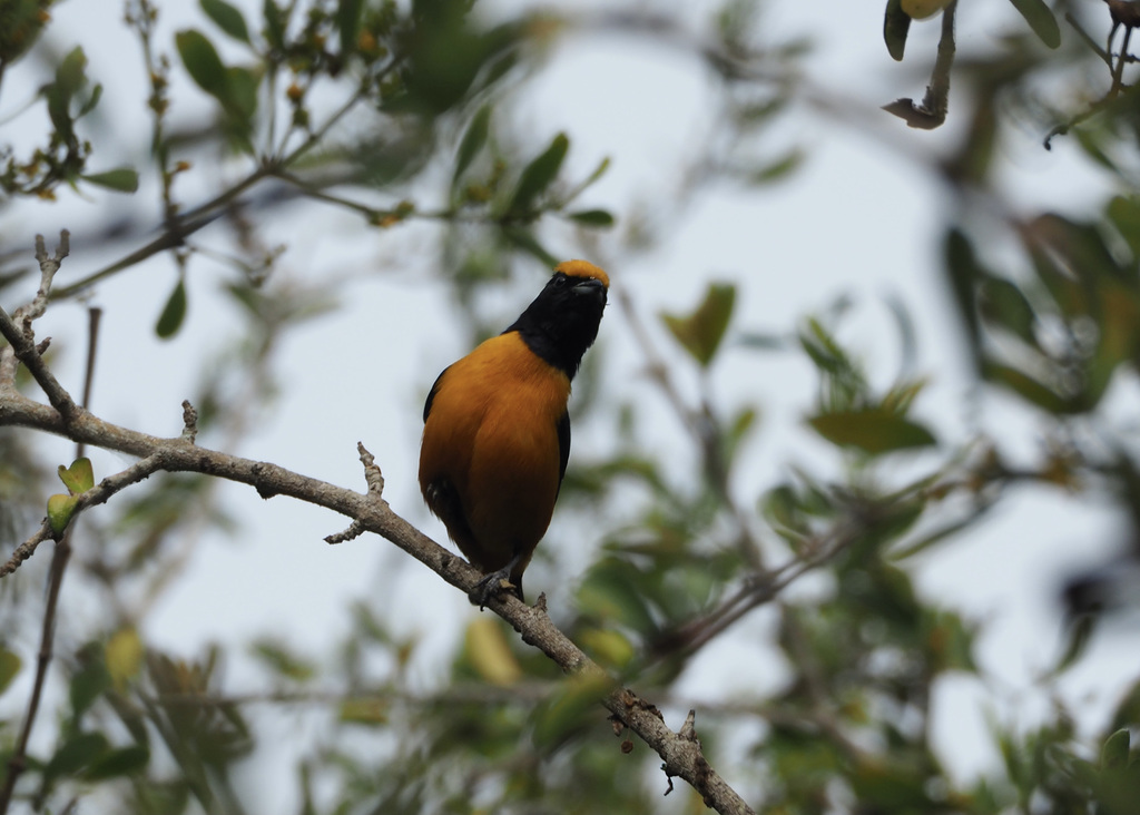 Orange-crowned Euphonia