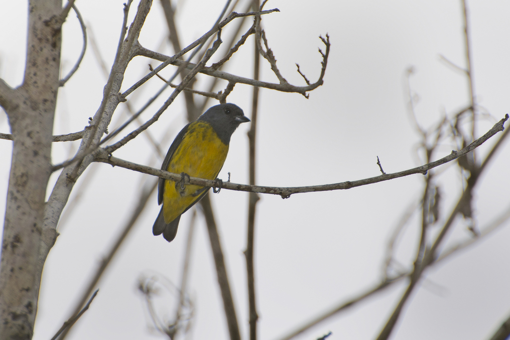 Plumbeous Euphonia
