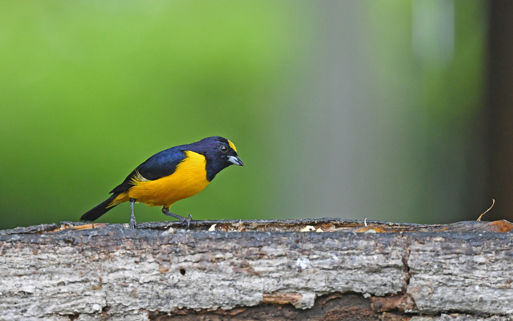 Velvet-fronted Euphonia
