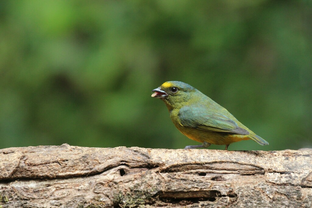 Bronze-green Euphonia