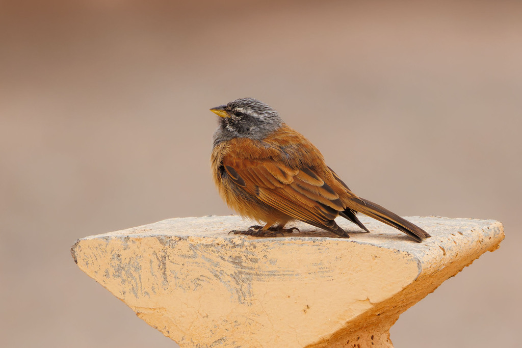 House Bunting