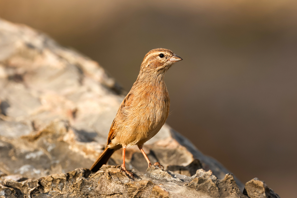 Lark-like Bunting