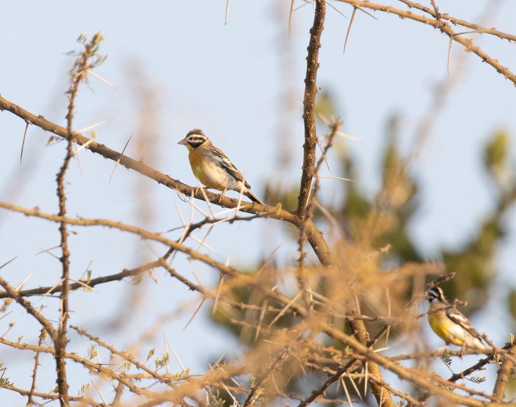 Somali Bunting