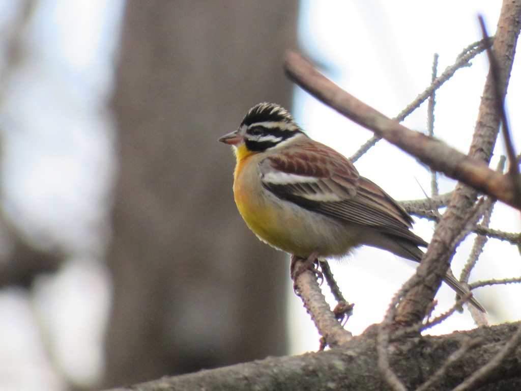 Golden-breasted Bunting