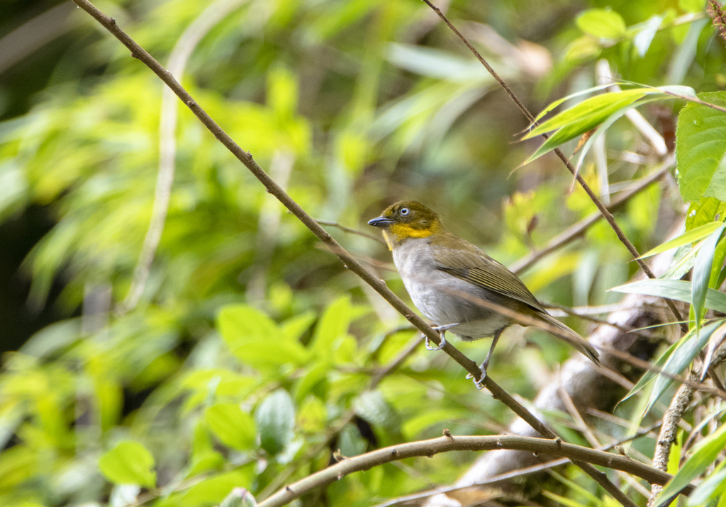 Yellow-whiskered Chlorospingus