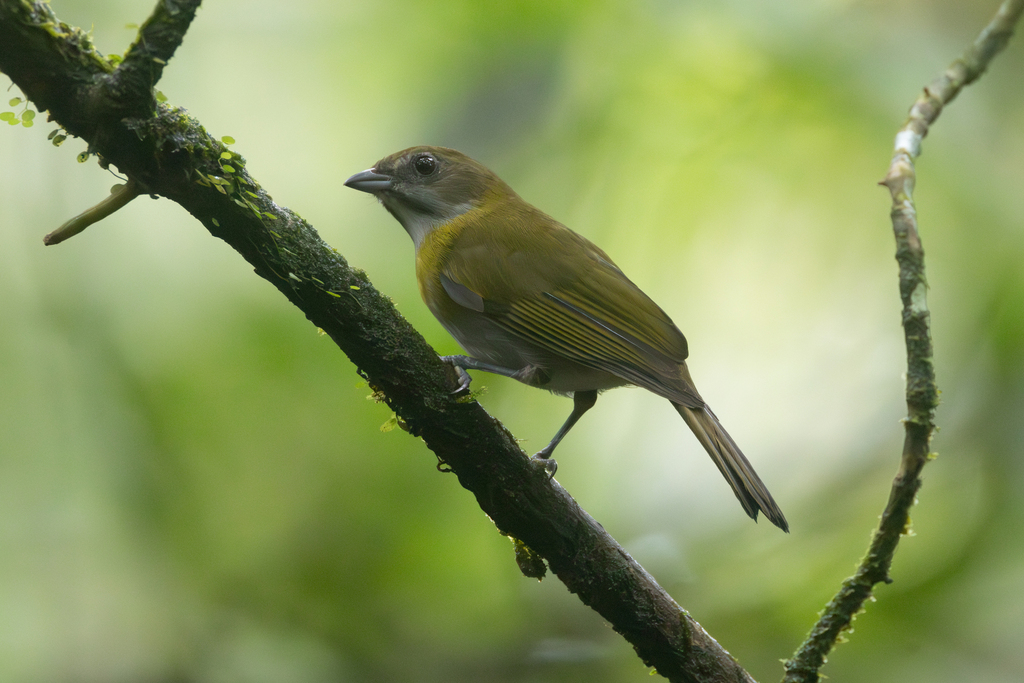 Ashy-throated Chlorospingus
