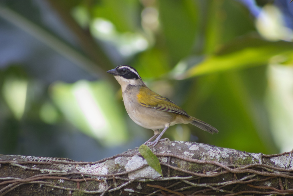 Pectoral Sparrow