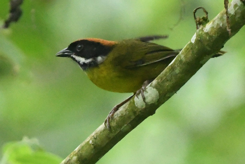 Moustached Brushfinch